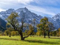 Weit verzweigter Ahornbaum am Großen Ahornboden
